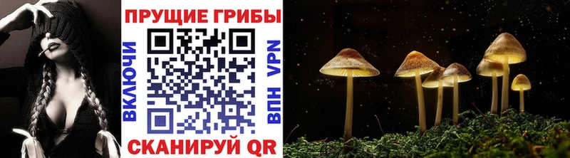 ссылка на мегу рабочий сайт  Пугачёв  Псилоцибиновые грибы Psilocybe 